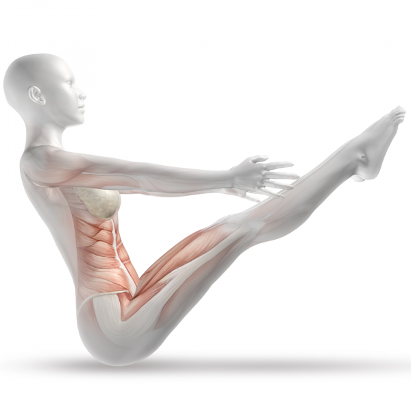 Anatomy For Pilates I Inspired Academy